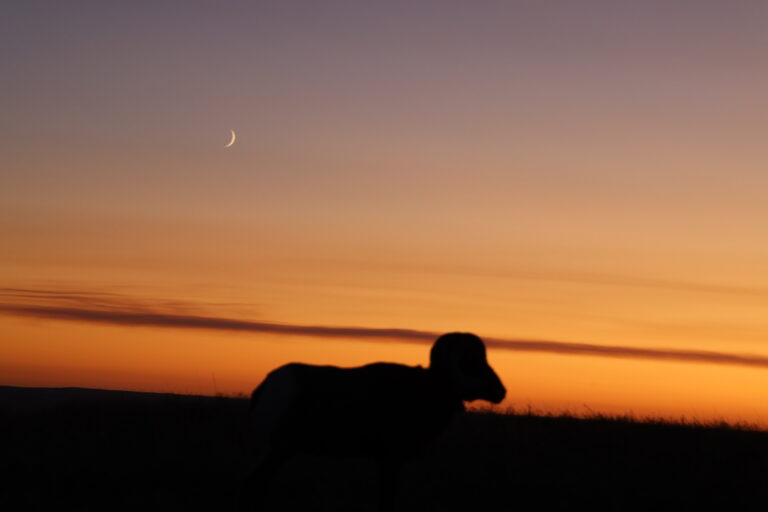 Badlands Night Sky about to begin Bighorn Sheep